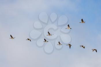Canada Geese flying over fields near East Grinstead