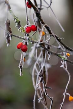 Wild red berries covered with hoar frost on a cold winters day