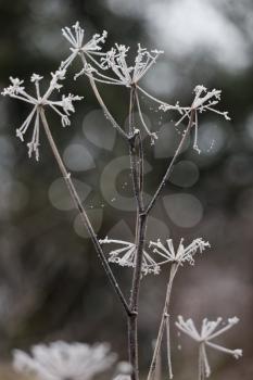 Dead weed covered with hoar frost on a cold winters day in East Grinstead