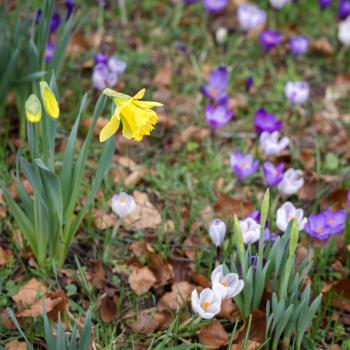 Daffodils and Crocuses flowering in East Grinstead