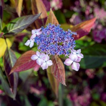 Blue Lacecap Hydrangea still flowering in November