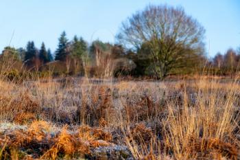 Frosty sunny day at Chailey Nature reserve in East Sussex
