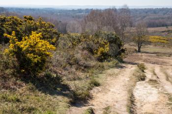 View of the Ashdown Forest in East Sussex on a sunny spring day