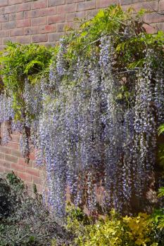 Wisteria with a profusion of blue flowers in springtime