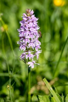 A Common Spotted Orchid, (Dactylorhiza fuchsii) flower spike near Ardingly
