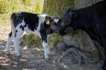 Black and white Calf sheltering from the warm spring sunshine
