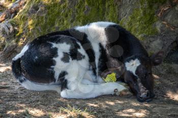 Black and white Calf sheltering from the warm spring sunshine