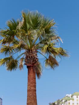 Palm Tree in Quarteira, Southern Algarve in Portugal