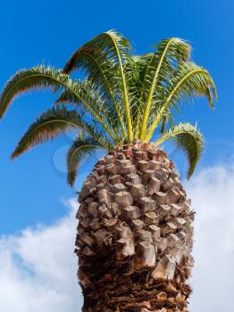 Palm Tree Growing in Lagos Portugal