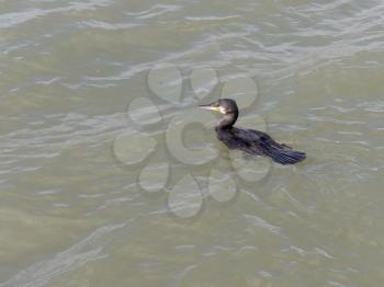 Cormorant Swimming in the Harbour Entrance to Lagos in Portugal