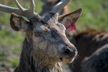 Red Deer (cervus elaphus)