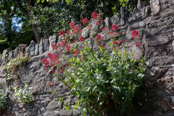 Red Valerian flowers growing from a wall in Bristol