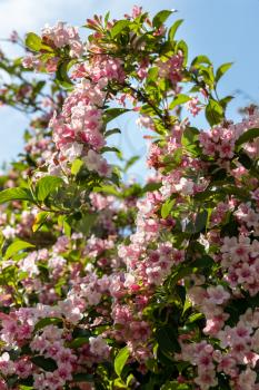 Japanese Cherry tree flowering profusely in Bristol
