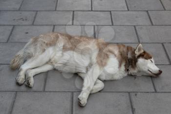 BRISTOL, UK - MAY 14 : Dog asleep on the pavement outside the Grand Hotel in Bristol on May 14, 2019