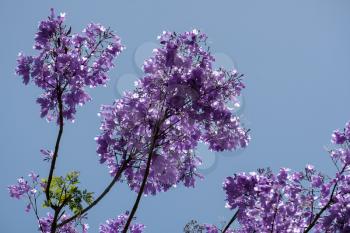 Blue Jacaranda (Jacaranda mimosifolia) flowering in Malaga