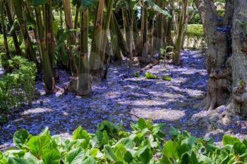 Blue Jacaranda (Jacaranda mimosifolia) Petals on the Ground in Malaga