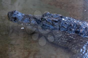 VALENCIA, SPAIN - FEBRUARY 26 : Crocodile at the Bioparc in Valencia Spain on February 26, 2019