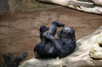 Chimpanzee resting in the Bioparc Fuengirola
