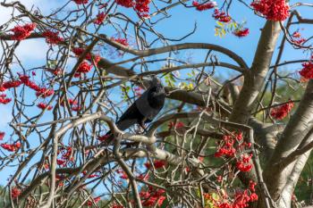 Crow (Corvus) in a Rowan Tree