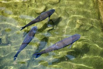 Fish Swimming in Clear Water at the Bioparc in Fuengirola