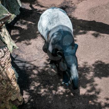 Malayan Tapir (Tapirus indicus) at the Bioparc in Fuengirola