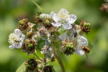 Hoverfly (Eupeodes corolae) on Blackberry Flower