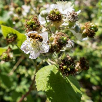Hoverfly (Eupeodes corolae) on Blackberry Flower
