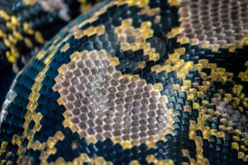 Reticulated Python (Python reticulatus) skin close up in the Bioparc Fuengirola