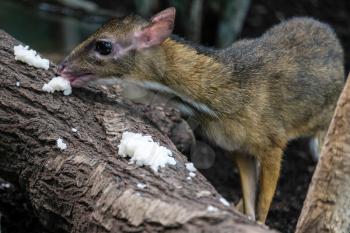 Lesser Mouse-Deer (Tragulus kanchil) in the Bioparc Fuengirola