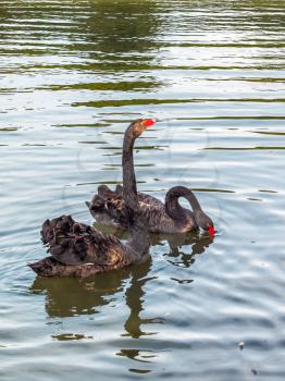 Black Swans (cygnus atratus)