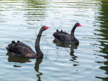 Black Swans (cygnus atratus) on a lake in Kent