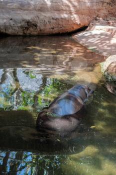 Pygmy Hippopotamus (Choeropsis liberiensis or Hexaprotodon liberiensis)