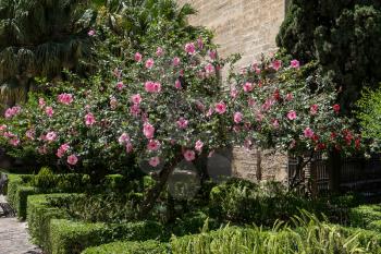 Pink Hibiscus Shrub Flowering Profusely in Malaga