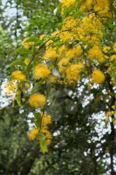 Yellow Flowering Tree or Shrub in Roath Park