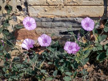 Mallow-leaved bindweed (Convolvulus althaeoides)
