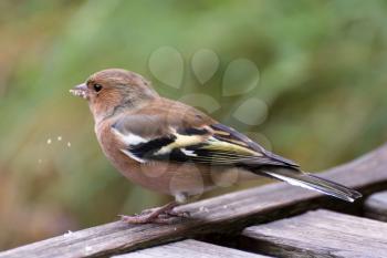 Common Chaffinch close-up