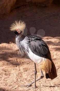 VALENCIA, SPAIN - FEBRUARY 26 : Black Crowned Crane at the Bioparc in Valencia Spain on February 26, 2019