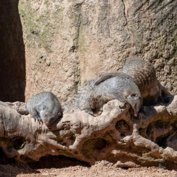 VALENCIA, SPAIN - FEBRUARY 26 : Mongoose at the Bioparc in Valencia Spain on February 26, 2019