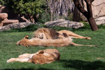 VALENCIA, SPAIN - FEBRUARY 26 : African Lions sleeping at the Bioparc in Valencia Spain on February 26, 2019