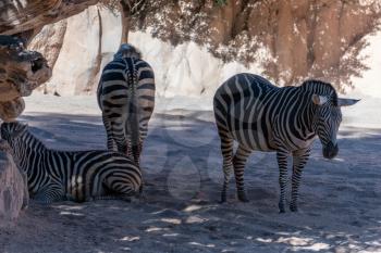 VALENCIA, SPAIN - FEBRUARY 26 : Zebra at the Bioparc in Valencia Spain on February 26, 2019