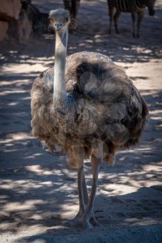 VALENCIA, SPAIN - FEBRUARY 26 : Female Ostrich at the Bioparc in Valencia Spain on February 26, 2019