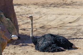 VALENCIA, SPAIN - FEBRUARY 26 : Male Ostrich at the Bioparc in Valencia Spain on February 26, 2019