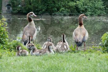 Egyptian Geese (alopochen aegyptiacus) with Goslings