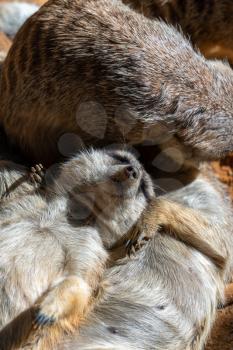VALENCIA, SPAIN - FEBRUARY 26 : Meerkats at the Bioparc in Valencia Spain on February 26, 2019