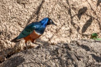VALENCIA, SPAIN - FEBRUARY 26 : Superb Spreo Starling (Lamprotornis superbus) at the Bioparc in Valencia Spain on February 26, 2019