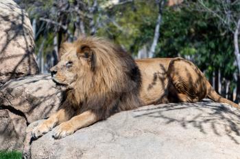 VALENCIA, SPAIN - FEBRUARY 26 : African Lions at the Bioparc in Valencia Spain on February 26, 2019
