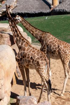 VALENCIA, SPAIN - FEBRUARY 26 : African Giraffes at the Bioparc in Valencia Spain on February 26, 2019. Unidentified people