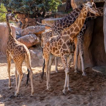 VALENCIA, SPAIN - FEBRUARY 26 : African Giraffes at the Bioparc in Valencia Spain on February 26, 2019