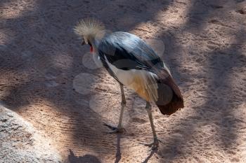 VALENCIA, SPAIN - FEBRUARY 26 : Black Crowned Crane at the Bioparc in Valencia Spain on February 26, 2019