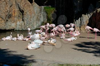 VALENCIA, SPAIN - FEBRUARY 26 : Pink Backed Pelicans and Flamingos at the Bioparc in Valencia Spain on February 26, 2019